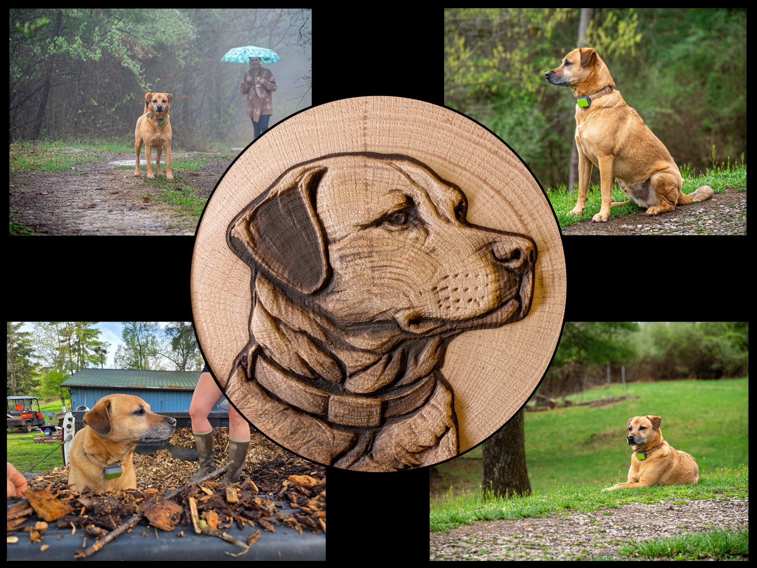 Custom Pet - Premium